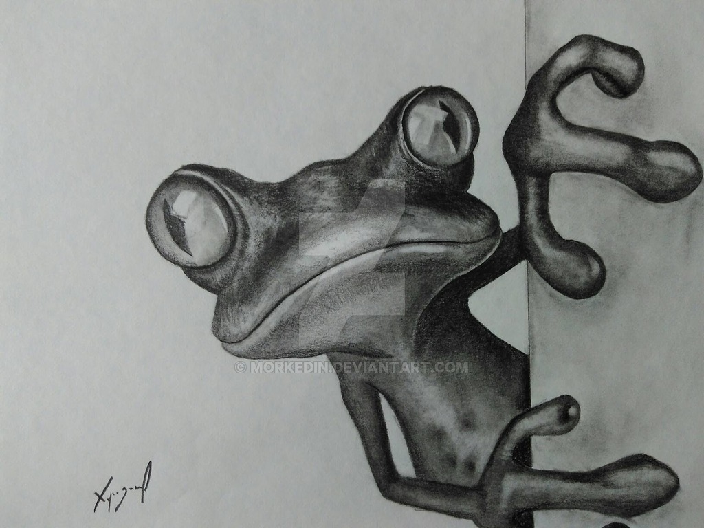 1024x768 Frog Pencil Drawing - Frog Pencil Drawing