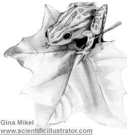 250x265 chorus frog, amphibian, sketch in pencil - Frog Pencil Drawing