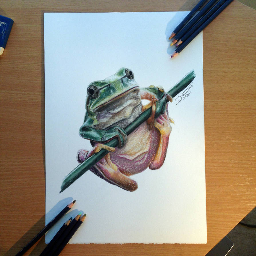 894x894 Frog Color Pencil Drawing - Frog Pencil Drawing