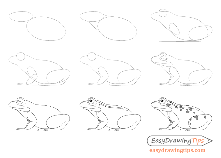 728x520 How To Draw A Frog Step - Frog Simple Drawing