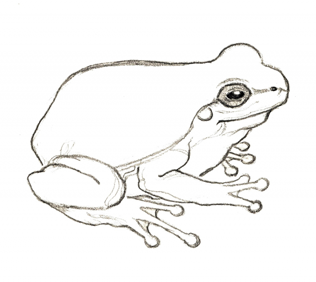 1024x914 Pictures Drawings Of A Frog - Frog Simple Drawing