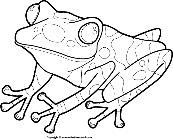 559x449 Collection Of Free Frog Drawing Simple Download On Ui Ex - Frog Simple Drawing