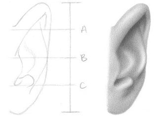 324x235 How To Draw An Ear From The Front Rapidfireart - Front Drawing
