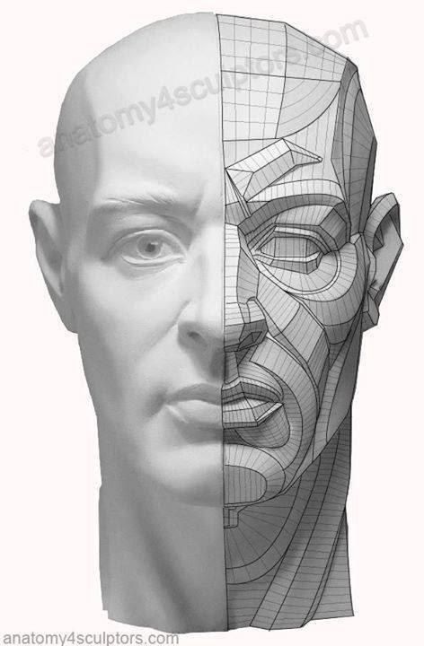 472x720 Front Face Male Head Anatomy, Art, Facial Anatomy - Front Face Drawing