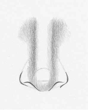 296x372 How To Draw A Nose From The Front Easy Steps Rapidfireart - Front Face Drawing