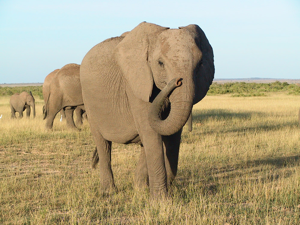 1000x750 Elephants Communicate In Sophisticated Sign Language, Researchers - Front Facing Elephant Drawing