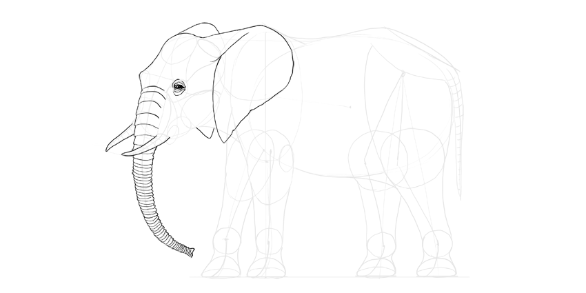 850x425 How To Draw An Elephant Step - Front Facing Elephant Drawing