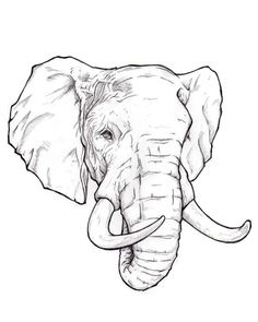 236x295 Step - Front Facing Elephant Drawing