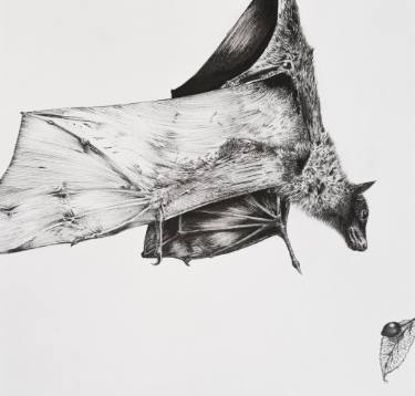 375x358 Fruit Bat Drawing - Fruit Bat Drawing