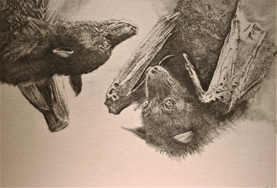 900x612 good evening fruit bats drawing - Fruit Bat Drawing