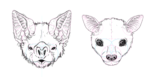 600x302 how to draw animals bats - Fruit Bat Drawing