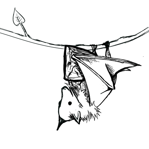 500x500 imgs for gt vampire bats drawings bat drawings, vampire bat - Fruit...