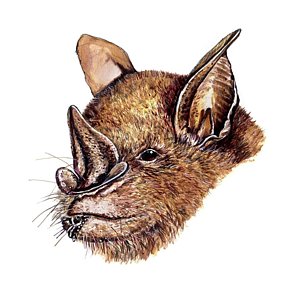 300x290 Leaf Nosed Fruit Bat Photograph - Fruit Bat Drawing