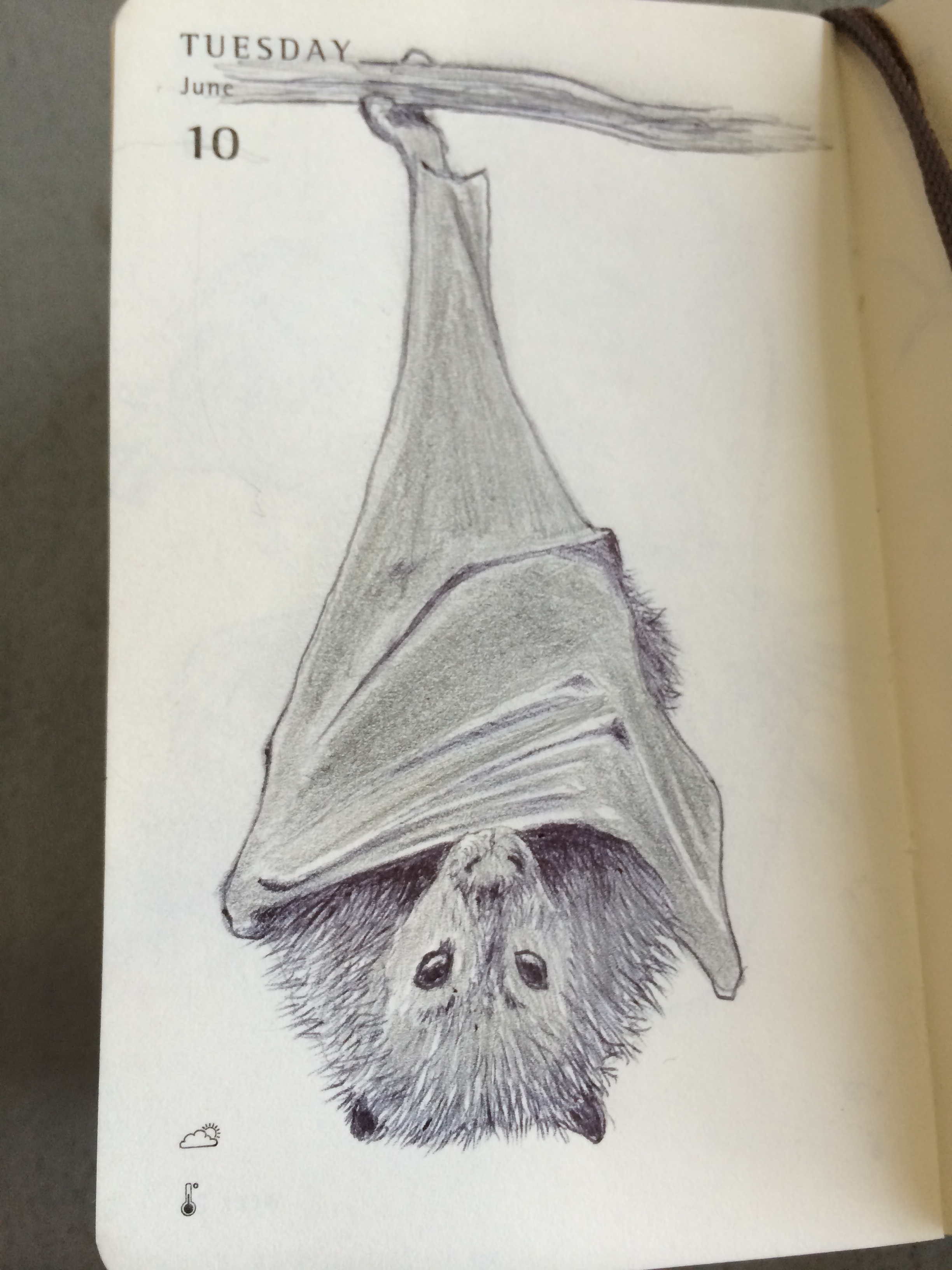 Fruit Bat Drawing at Explore collection of Fruit