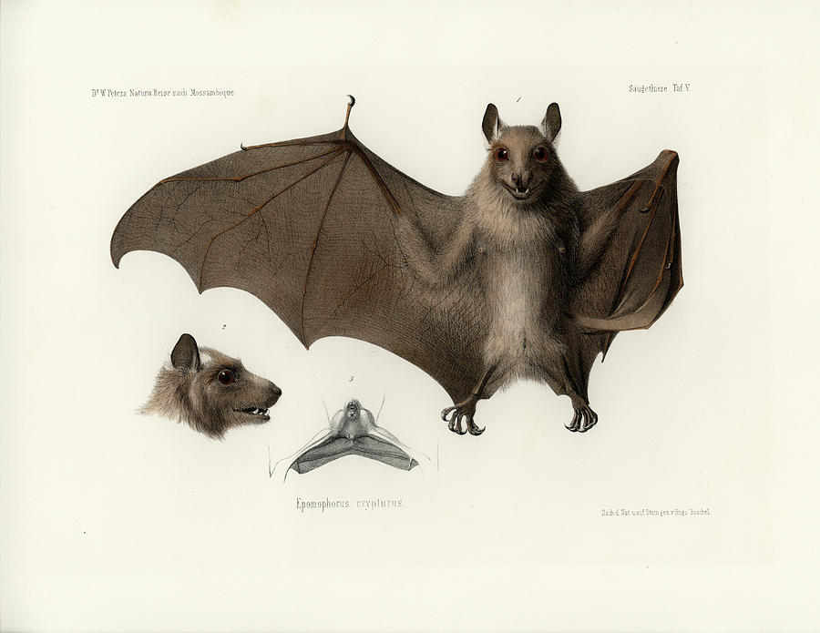 Fruit Bat Drawing At Paintingvalley Com Explore Collection Of Fruit