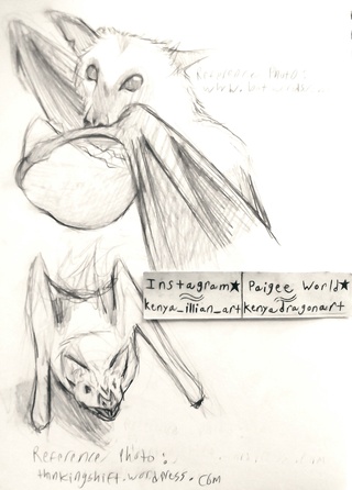 320x446 sooo, a few days ago i was looking up pics of bats to draw and i - Fruit Bat Drawing