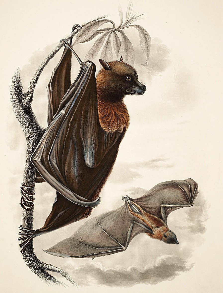 Fruit Bat Drawing at Explore collection of Fruit