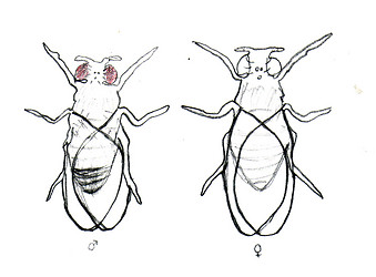 Fruit Fly Drawing at PaintingValley.com | Explore collection of Fruit