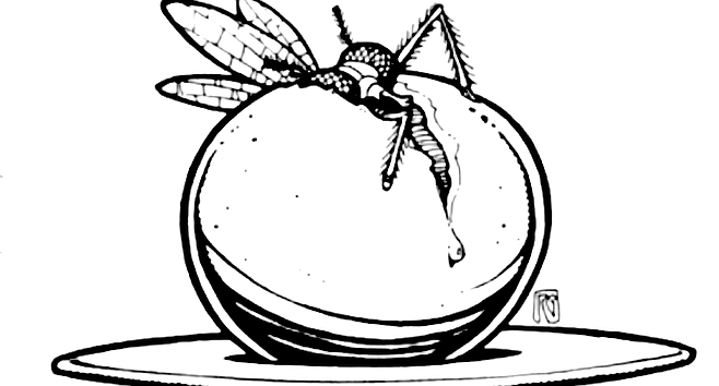 658x354 fruit flies lead the way in gene tinkering san diego reader - Fruit Fly Drawing