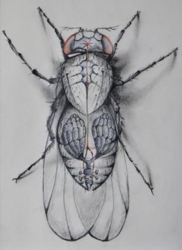 262x360 Fruit Fly Research May Reveal What Happens In Female Brains During - Fruit Fly Drawing
