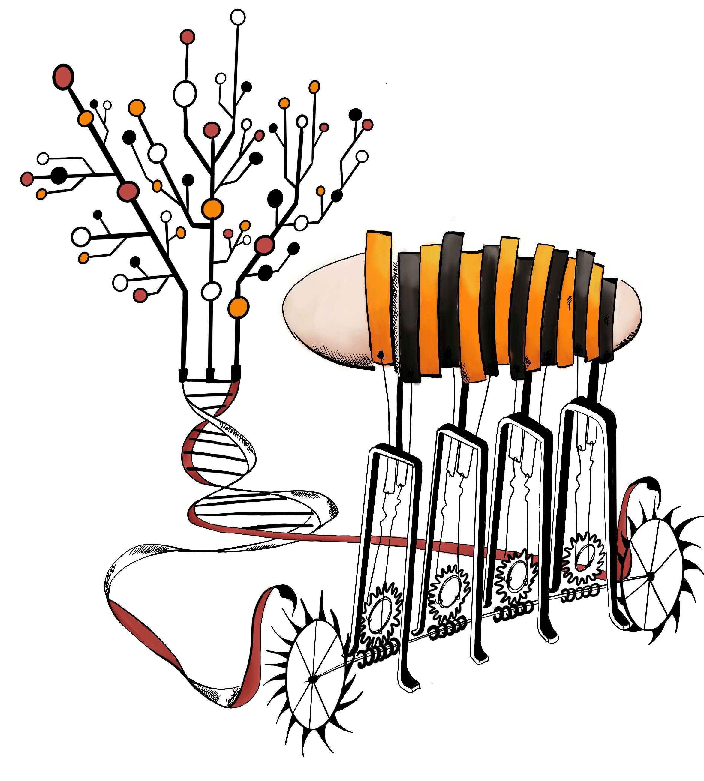 2346x2603 how the fruit fly got its stripes researchers explore precision - Fruit Fly Drawing