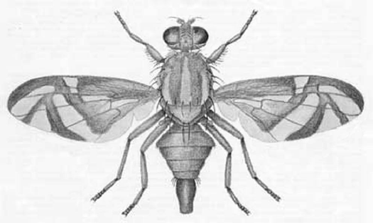 525x314 Incidence Of The West Indian Fruit Fly, Anastrepha Obliqua - Fruit Fly Drawing