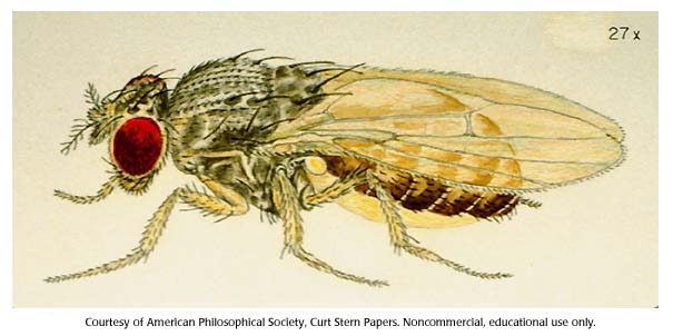 605x302 Male Fruit Fly Dna Learning Center - Fruit Fly Drawing