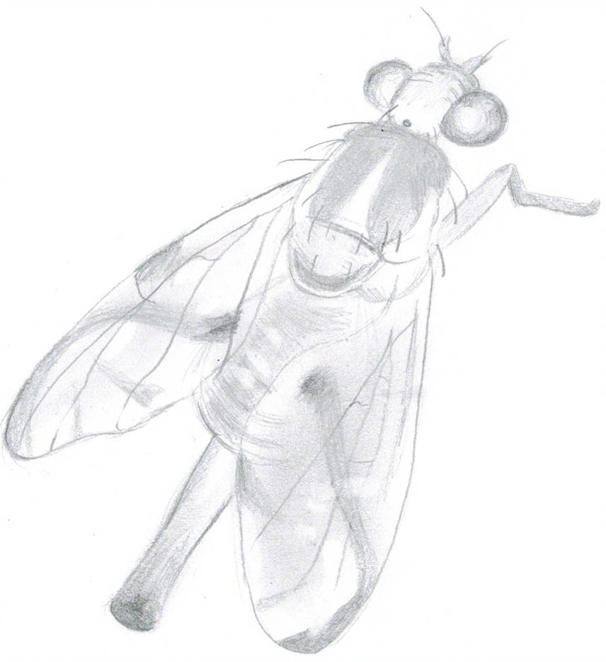 856x934 Mexican Fruit Fly - Fruit Fly Drawing