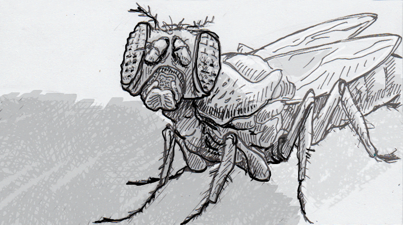 818x458 more than a feeling how to test for fearful fruit flies a new - Fruit Fly Drawing