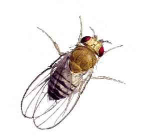300x279 technopaideia do fruit flies like coffee or, technology in daily - Fruit Fly Drawing