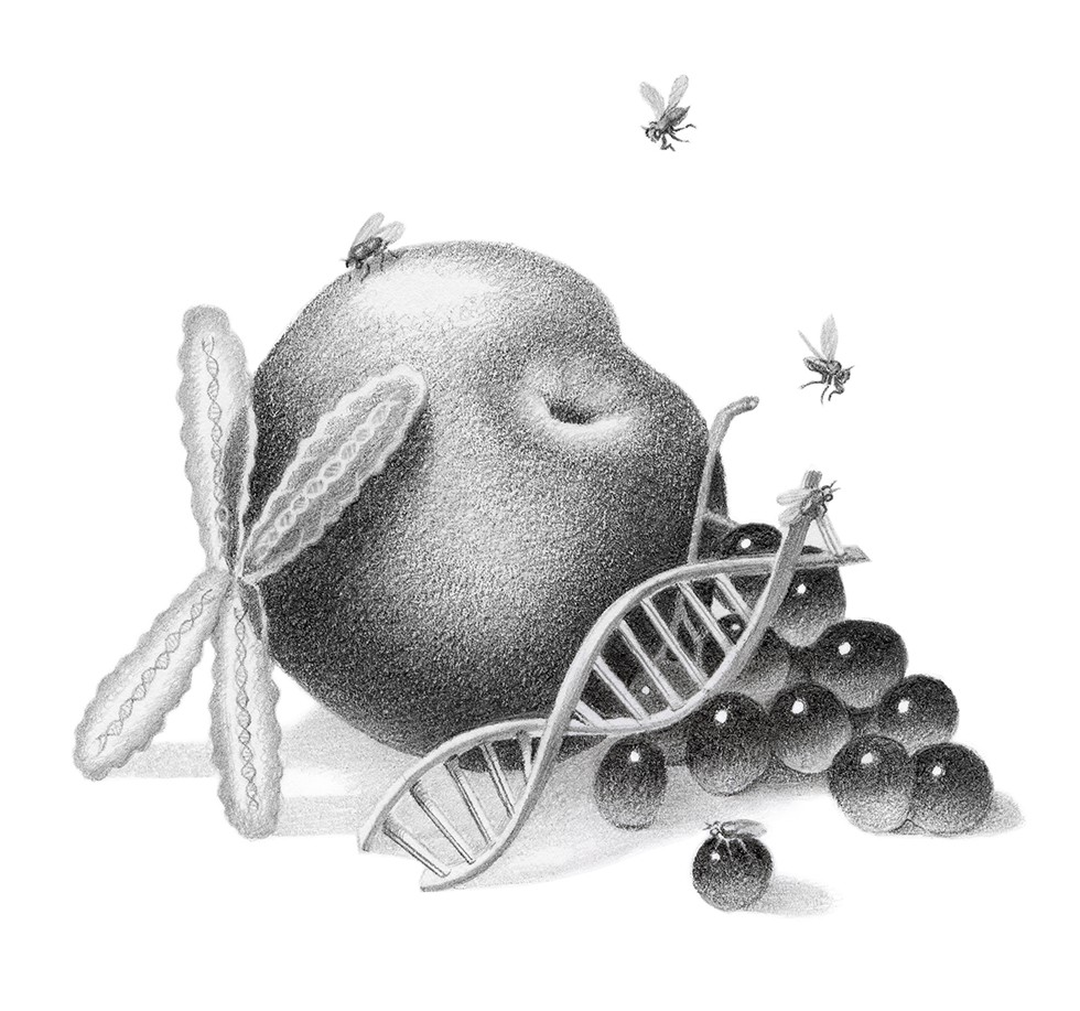 980x917 The Tiny Fruit Fly Is A Giant Of Scientific Research - Fruit Fly Drawing