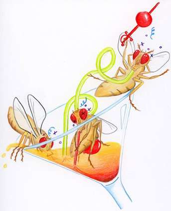 343x424 The Social Life Of The Humble Fruit Fly Revolves Around Alcohol - Fruit Fly Drawing