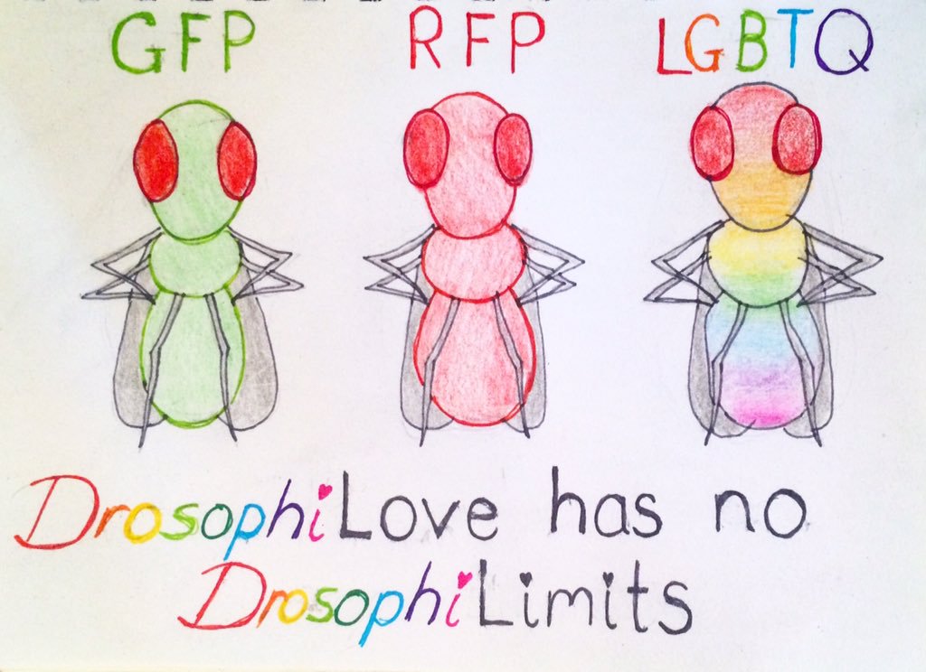 1024x744 fruit flies like a banana on twitter love has no limits - Fruit Fly Drawing