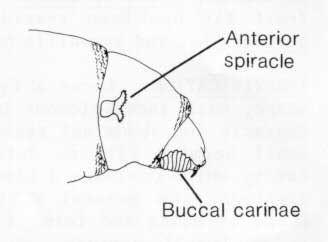 328x242 guava fruit fly - Fruit Fly Drawing