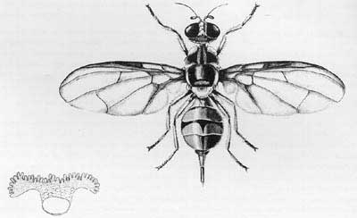 400x244 oriental fruit fly - Fruit Fly Drawing