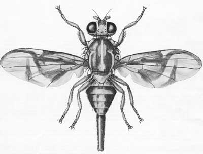 400x304 Sapote Fruit Fly - Fruit Fly Drawing