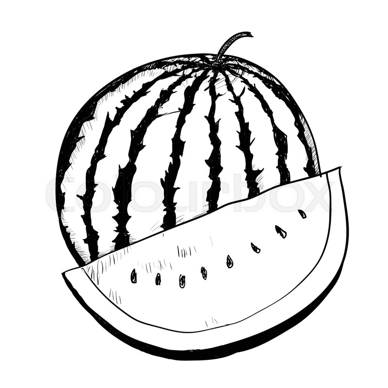 800x800 Hand Drawing Of Watermelon On White Stock Vector Colourbox - Fruit Line Drawing