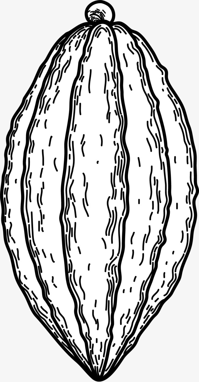 650x1248 black and white line drawing of the fruit of the cacao, line - Fruit Line Drawing