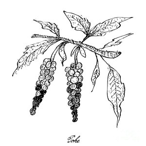 300x300 Fruit Salad Drawings Fine Art America - Fruit Salad Drawing