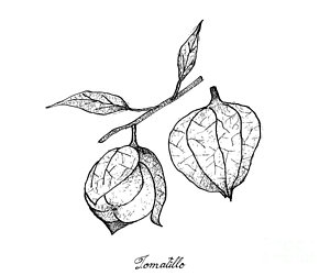 300x250 Fruit Salad Tree Drawings Fine Art America - Fruit Salad Drawing