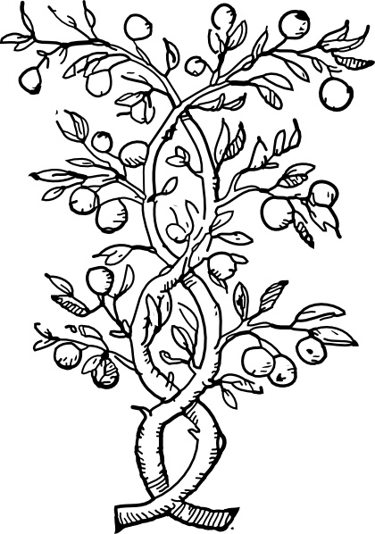 420x598 Fruit Tree Branches Clip Art Free Vector In Open Office Drawing - Fruit Tree Drawing
