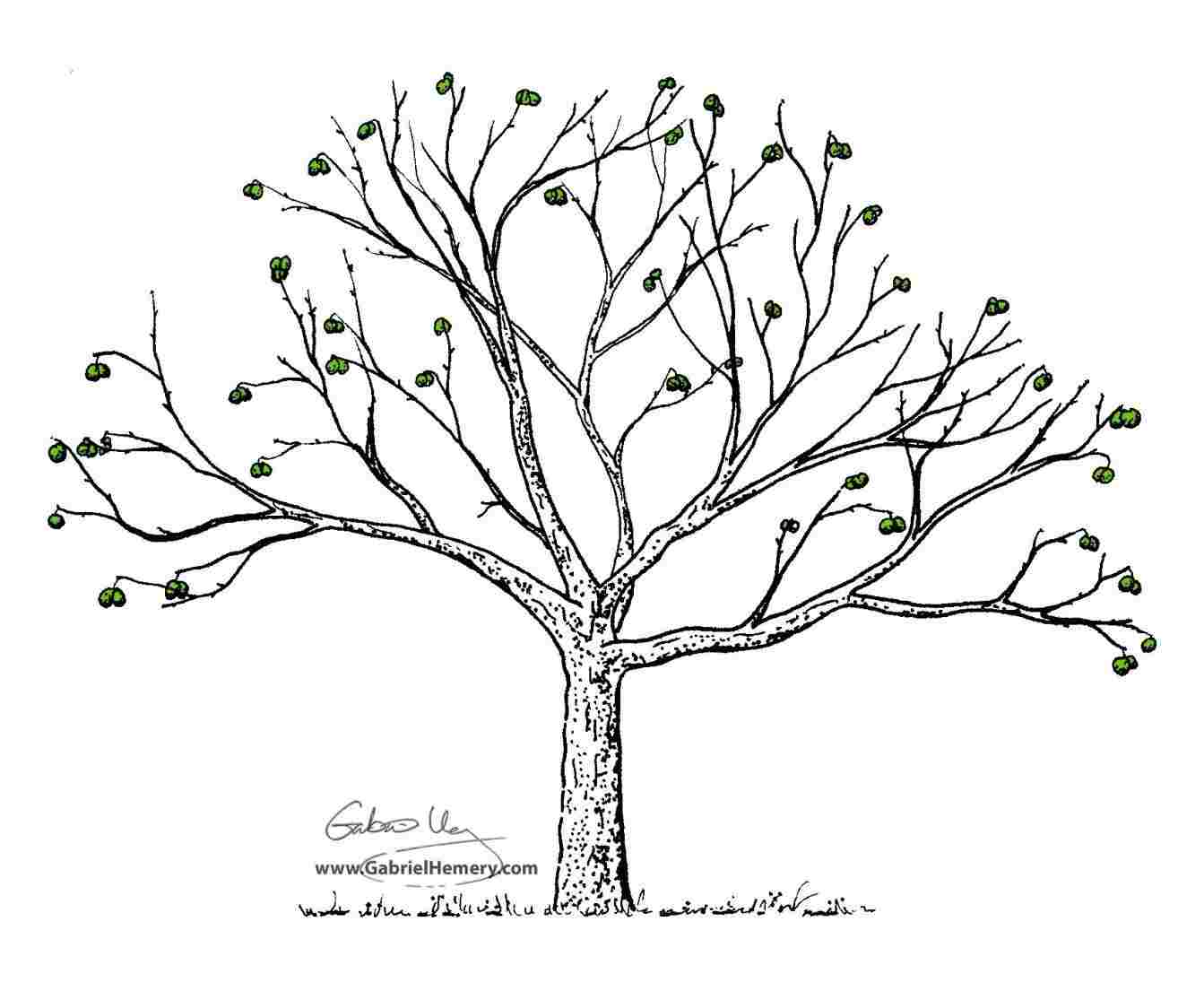 1343x1105 Fruit Tree Drawing - Fruit Tree Drawing