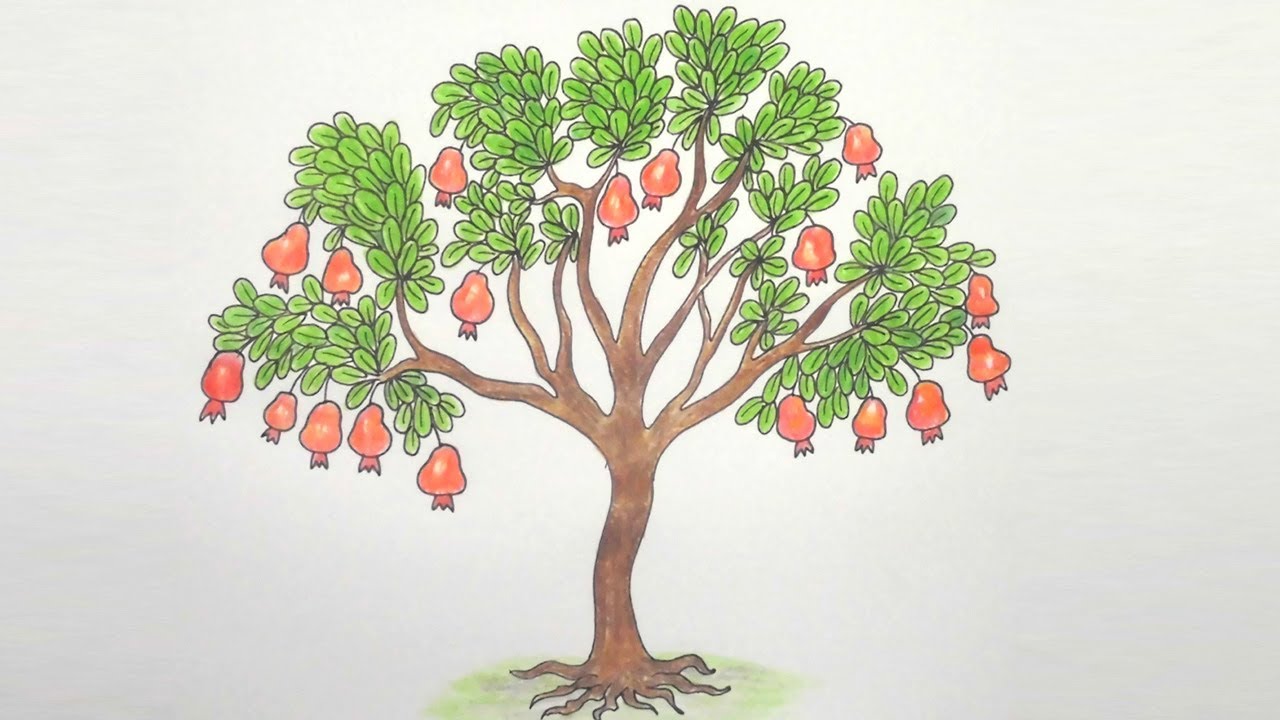 Плоды чудо дерева 5 букв. Дерево рисунок. Нарисовать дерево. Дерево для рисования. Дерево с плодами рисунок.