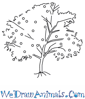 300x350 How To Draw A Peach Tree - Fruit Tree Drawing