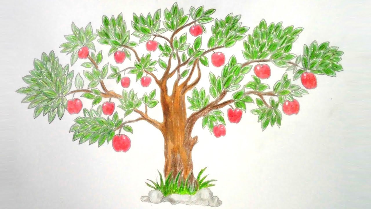 Плод яблони рисунок
