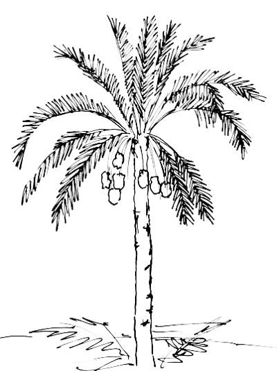 400x535 How To Draw A Date Palm Tree - Fruit Tree Drawing