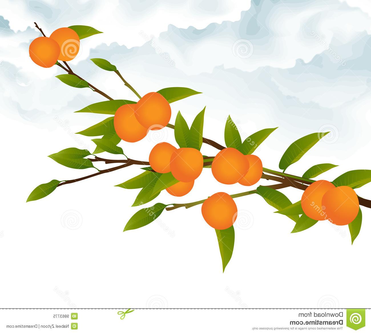 1300x1172 Top Orange Tree Branch Drawing - Fruit Tree Drawing