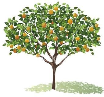 341x320 Orange Tree Coverology In Citrus Trees, Fruit, Tree Art - Fruit Tree Drawing