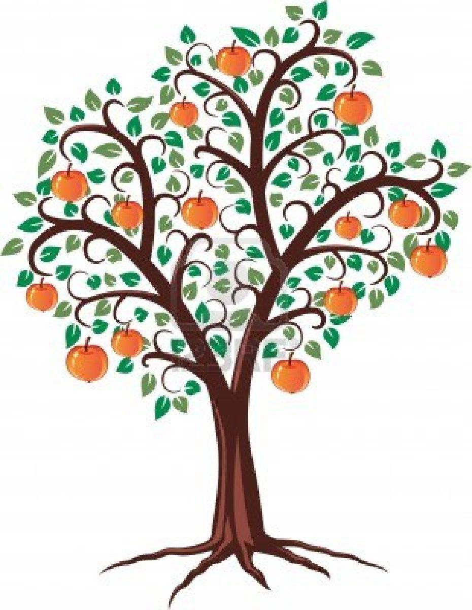 930x1200 Apple Tree Train To Central Leader For Smaller And Medium Size - Fruit Tree Drawing