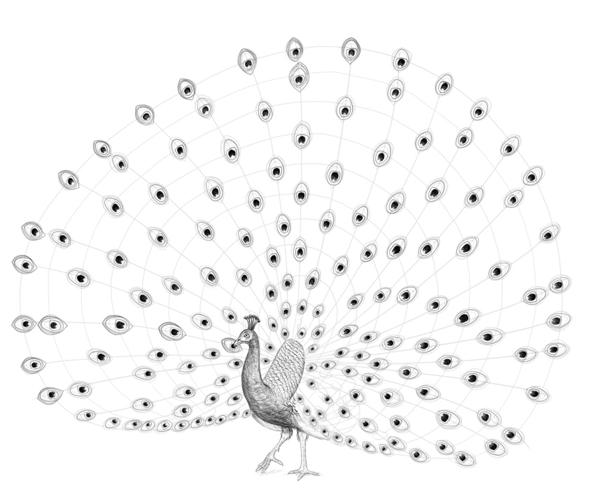850x700 How To Draw A Peacock - Full Drawing